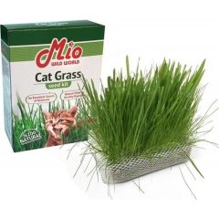Mio Cat Grass Kedi Çimi